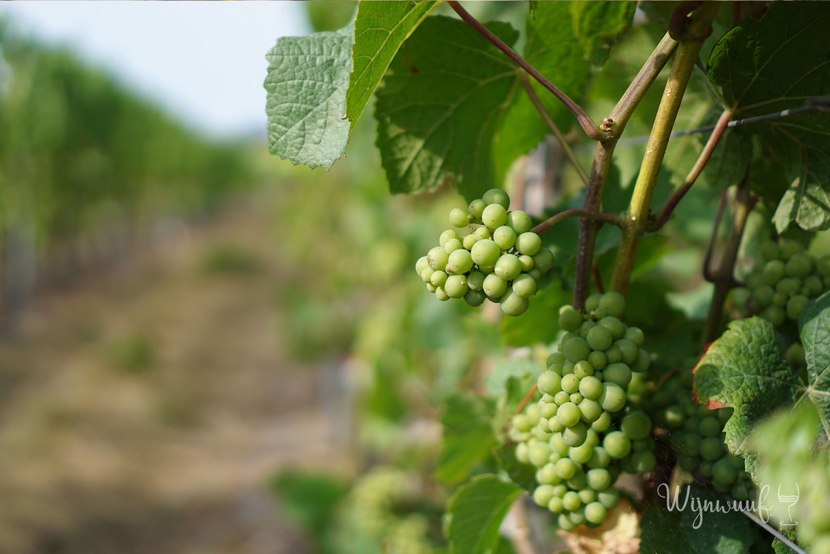 Lees meer over het artikel Populaire druivenrassen voor witte wijn